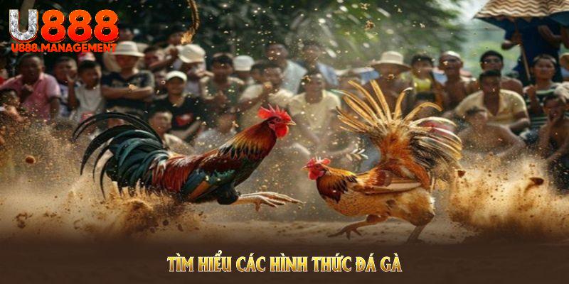 Tìm hiểu các hình thức đá gà U888 nổi bật nhất