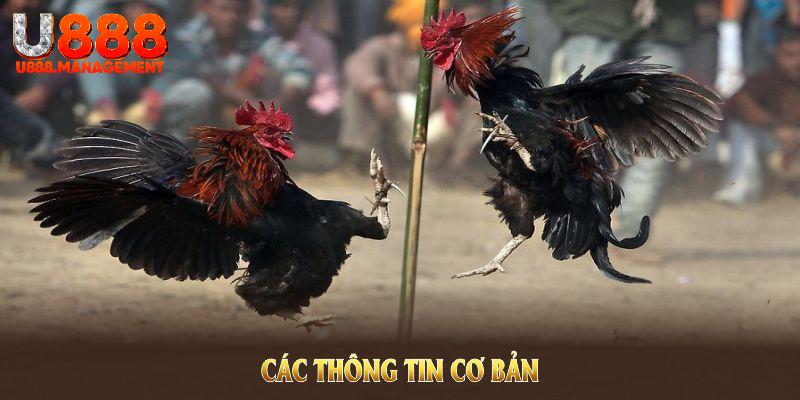 Các thông tin cơ bản của sảnh đá gà U888 dành cho mọi thành viên