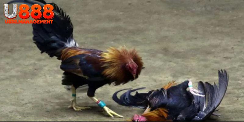 Xác định kết quả thắng thua