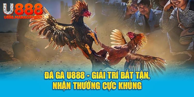 Khám phá bí quyết chiến thắng đá gà cựa dao U888!