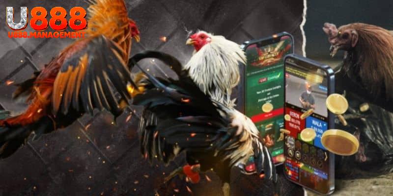 Theo dõi chọi kê trực tuyến