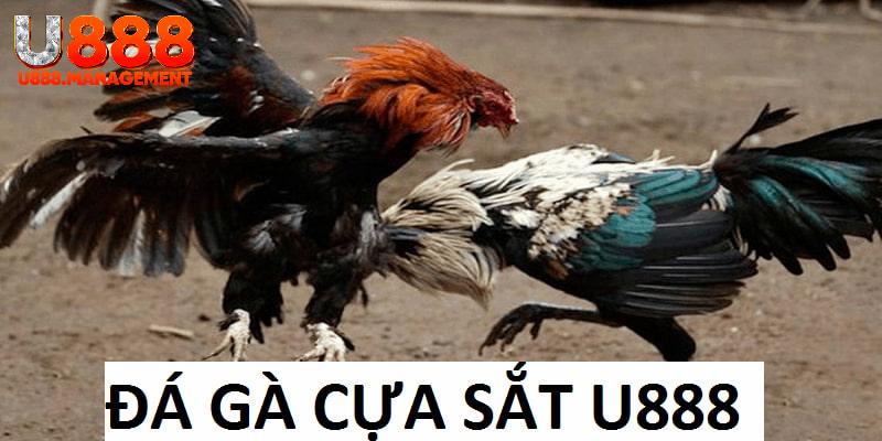 Đua top cùng đá gà cựa sắt U888 ngay hôm nay!