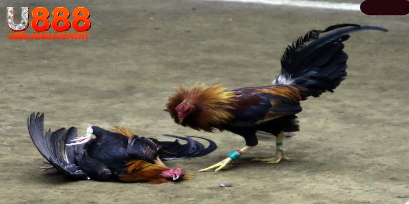 Đá gà cựa tròn sát thương cao
