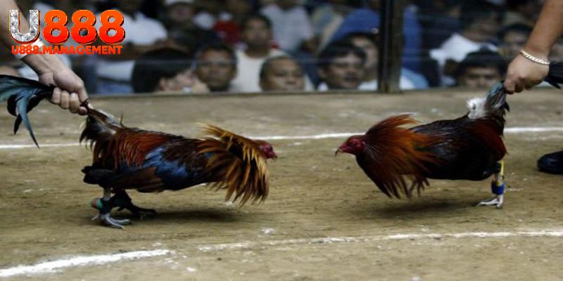 Theo dõi phong độ của từng chiến kê khi thi đấu