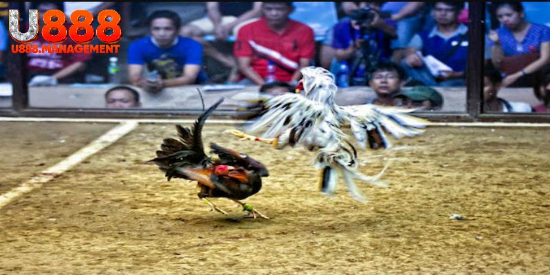 Tính năng live chuyên nghiệp và sắc nét