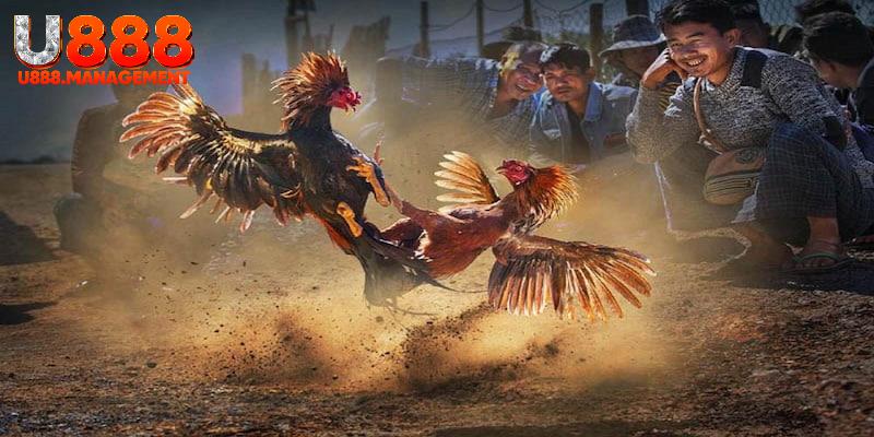 Đá gà cựa sắt U888 được nhiều hội viên quan tâm