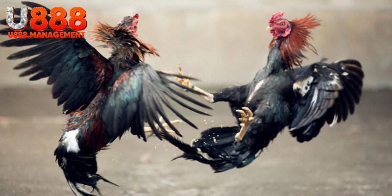 Các trận chọi kê đầy táo bạo