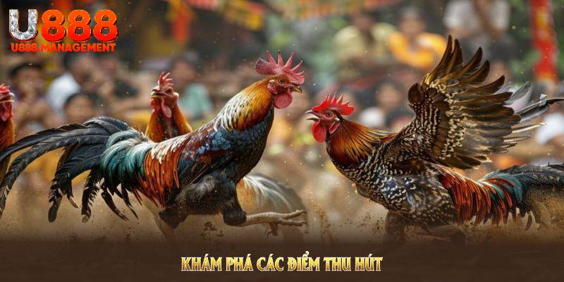 Khám phá các điểm thu hút hội viên tại đá gà U888