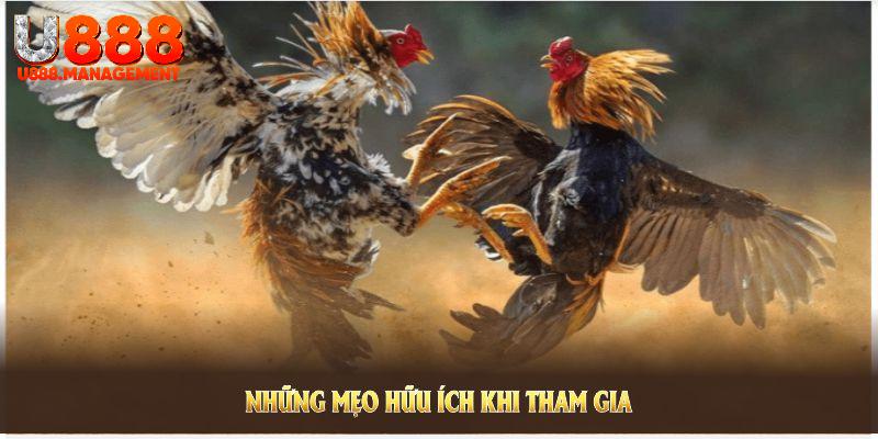Những mẹo hữu ích khi tham gia sảnh đá gà U888
